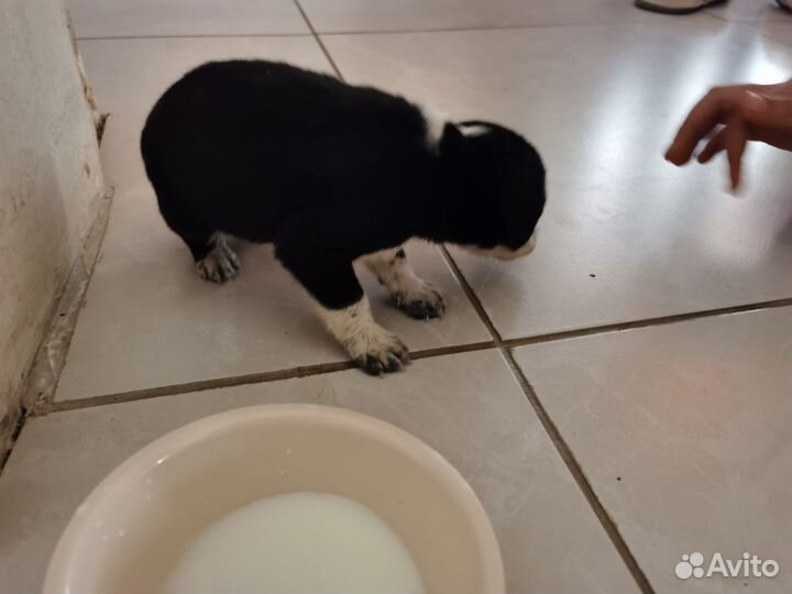 Домашние животные бесплатно собаки