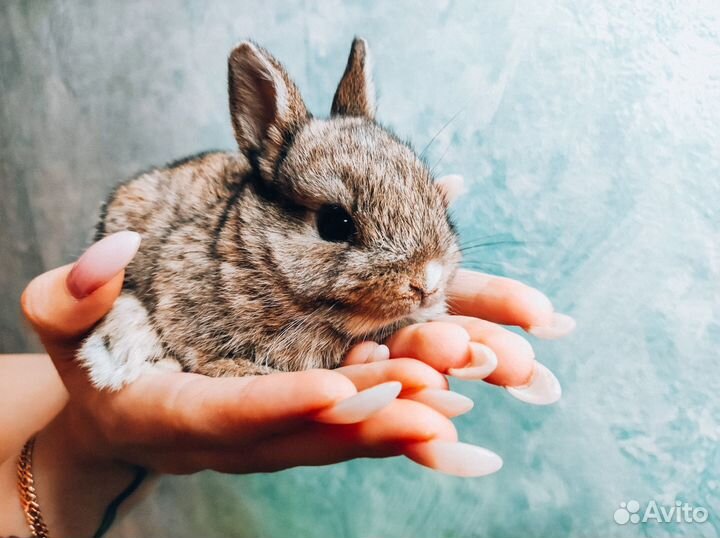 Карликовый кролик - размером с ладонь