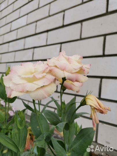 Эустома (лизиантус)