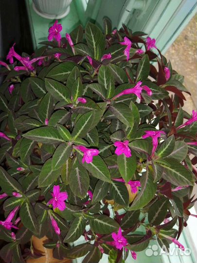 Комнатные цветы