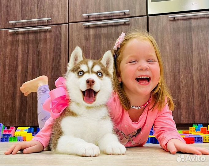 Шикарные Яркие щеночки Хаски (большой выбор)