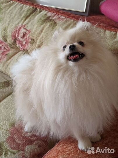 Померанский шпиц