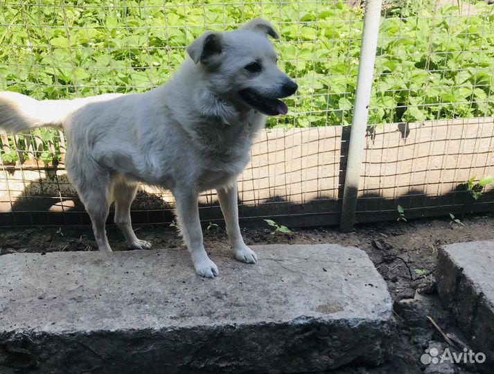 Собачка ишет дом и семью