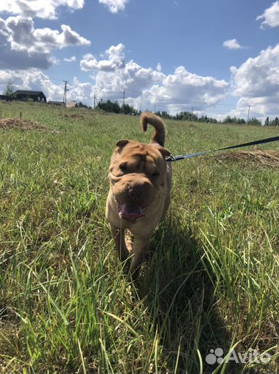 Шарпей ищет хозяина