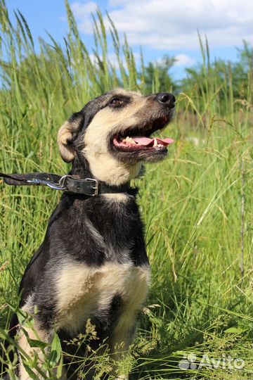 Собака Стрелка