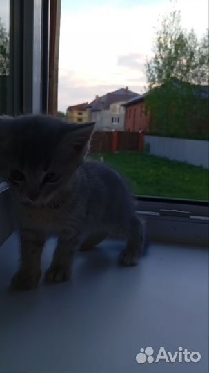 Кошки в добрые руки
