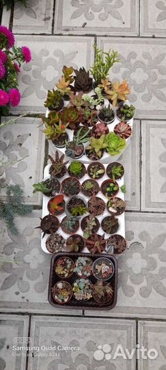 Суккуленты домашние