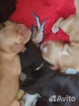 Американский кокер спаниель