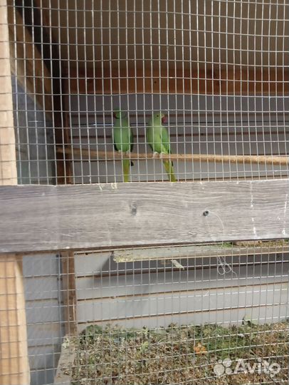 Попугай Карелла, розелла