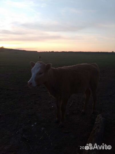 Телки годовалые,корова,телята