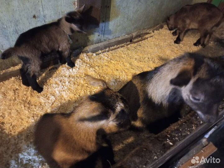 Зааненские козы и Чешские