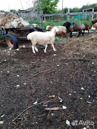 Курдючные бараны овцы