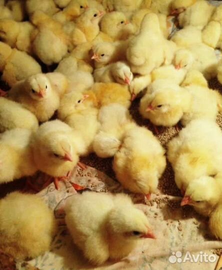 Цыплята бройлеры кобб 500