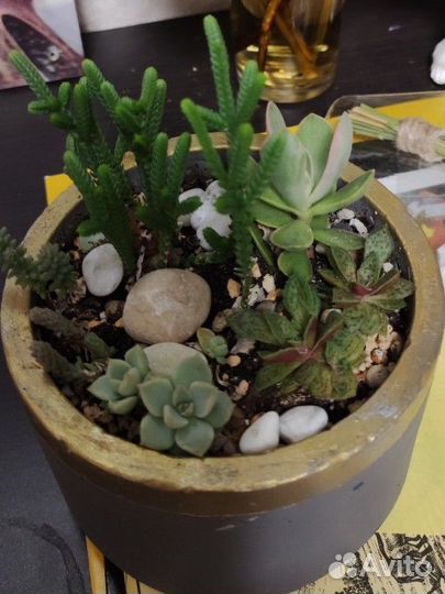 Флорариум суккуленты