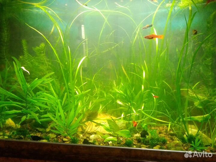 Роголистник