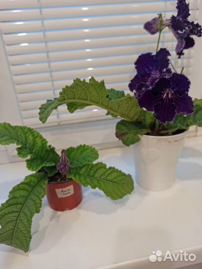 Стрептокарпусы, цветы