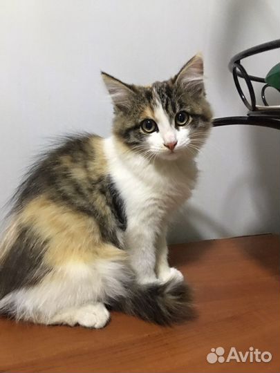 Молодая кошечка