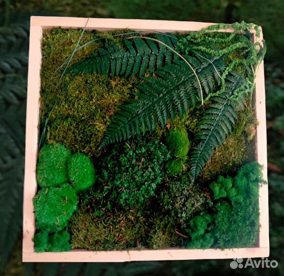 Картина из стабилизированных растений