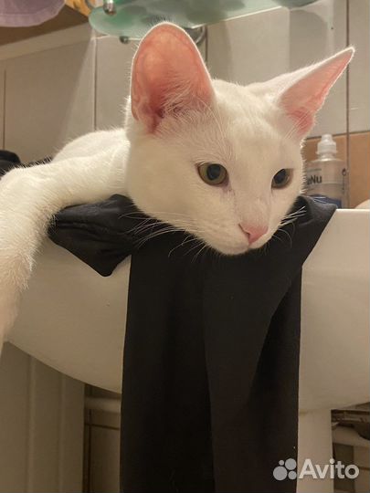 Отдам кота в добрые руки