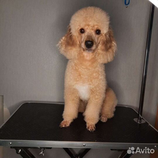 Грумер. Стрижка собак и кошек (выезд на дом)