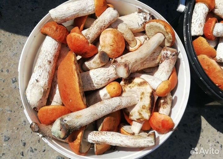 Грибы Подосиновики свежие