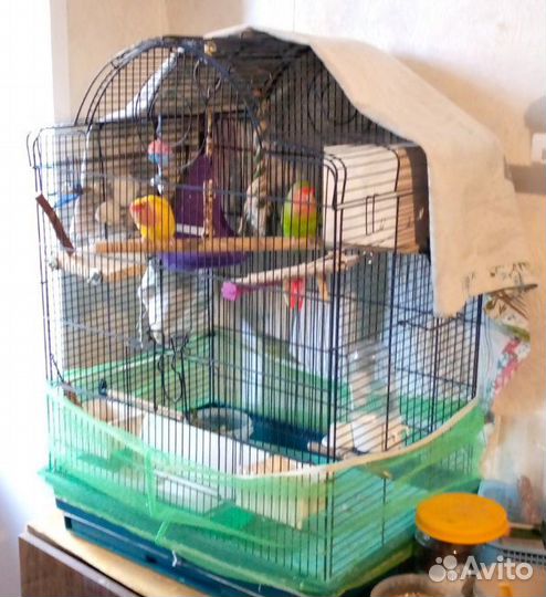 Попугай неразлучники с клеткой