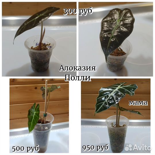 Детки алоказий