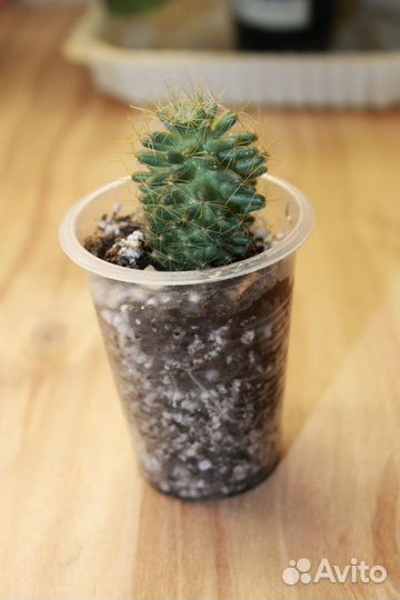 Комнатные цветы, домашние растения