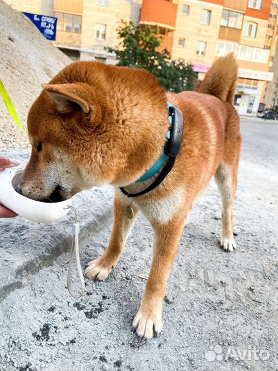 Трекер для собак Petsee