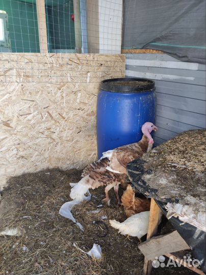 Индюки на племя