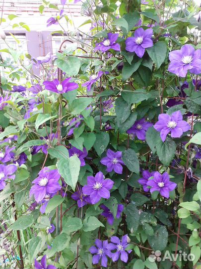 Продажа цветов