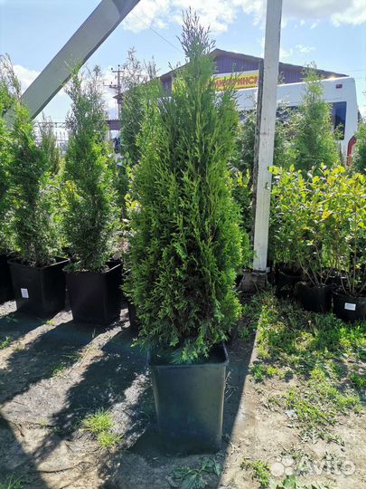 Продаётся Туи от0, 9см до 2м, смарагды до 2 метров