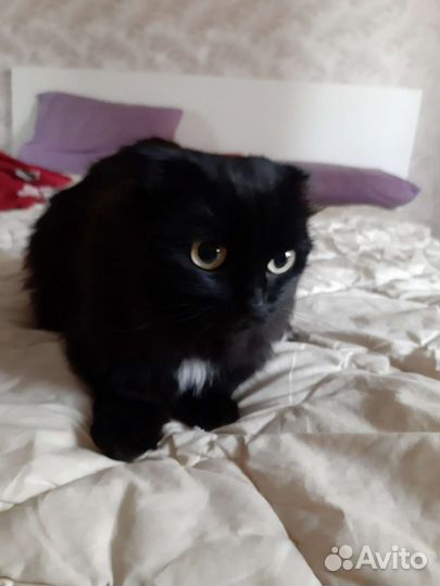 Кошки в добрые руки бесплатно