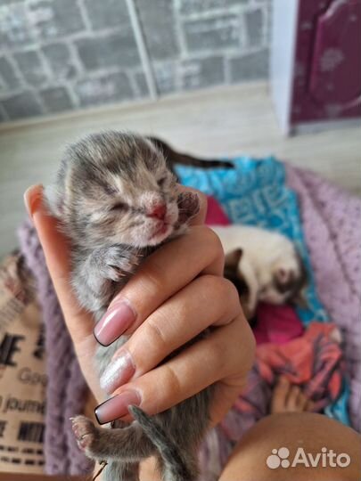 Отдам котят в добрые руки