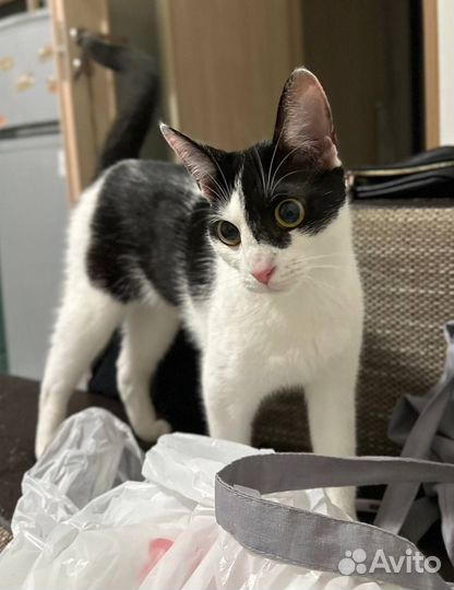Кошка