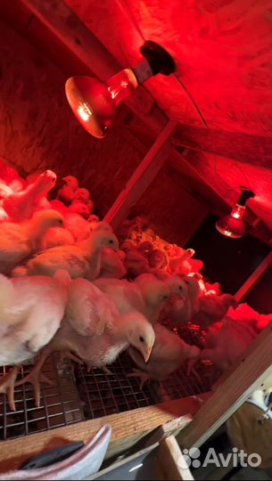 Куры бройлеры - тушки,мясо,живым весом