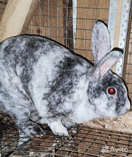 Кролик рекс
