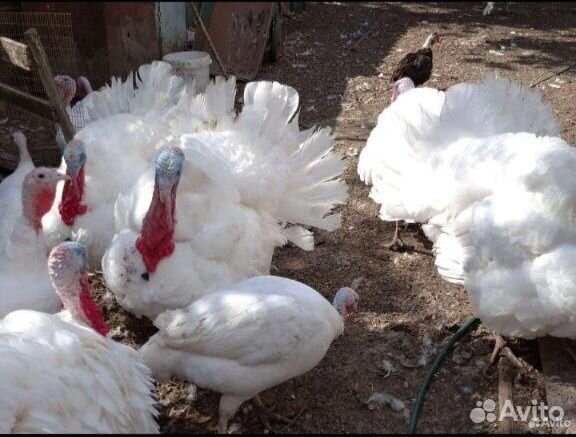 Семья индюков белая широкогрудая