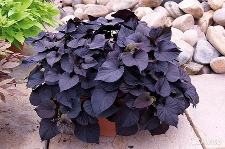 Ипомея батат черенки