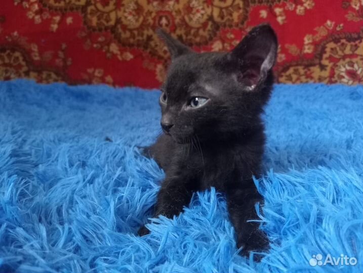 Канадский сфинкс