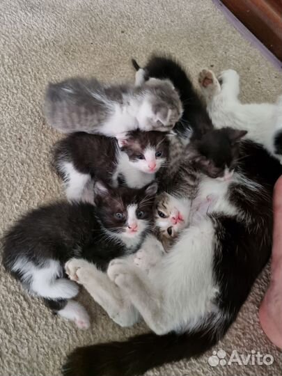 Котята в добрые руки