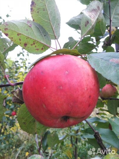 Яблоня многосортная