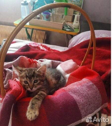 Передержка кошек