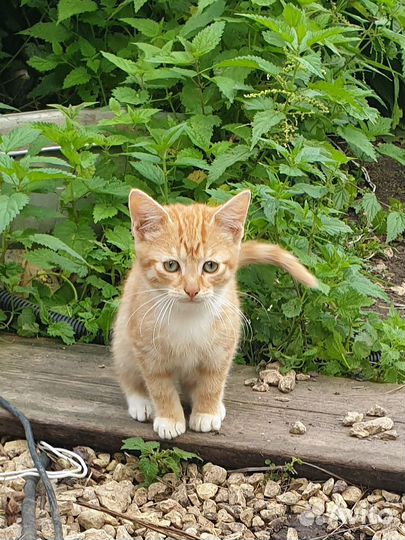 Котята ищут дом