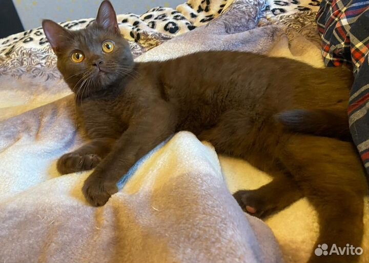 Шотландские кошки шоколадного окраса и лилового