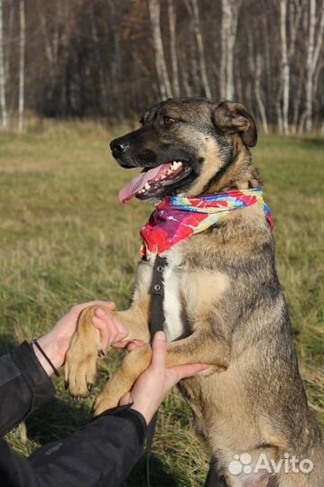 Никому ненужный пес