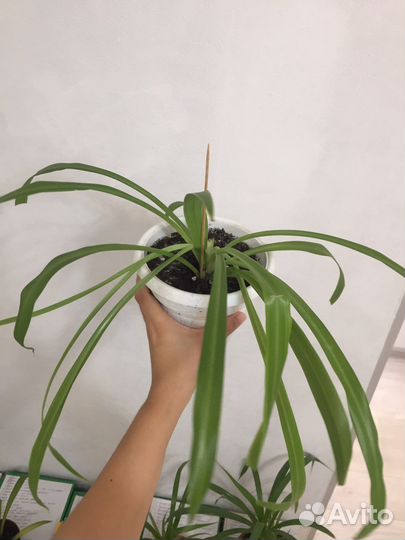 Хлорофитум