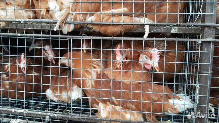 Куры Несушки