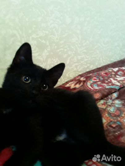 Кошечка-подросток