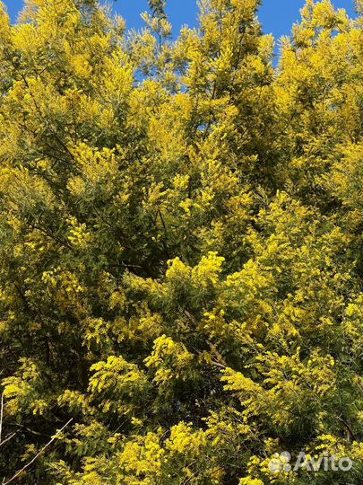 Цветы мимоза